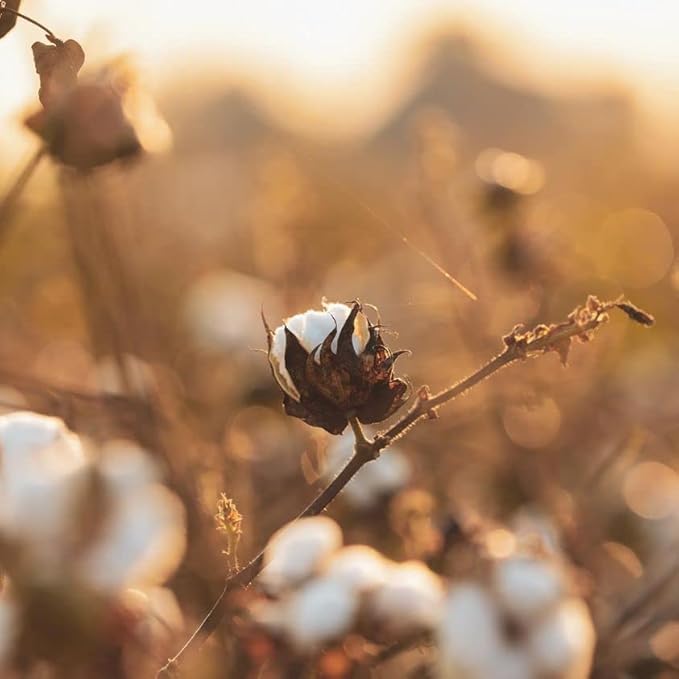 Organyc 100% Organic Cotton Balls - Image 2