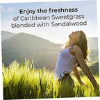 Air Wick Scented Oils 0+10 Sweetgrass & Sandalwood - Image 2
