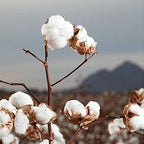 Organyc 100% Organic Cotton Rounds - Image 6
