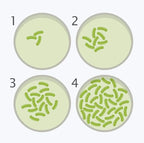 Bacteria Science Kit Petri Dishes - Image 2