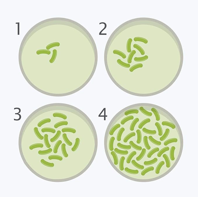 Bacteria Science Kit Petri Dishes - Image 2