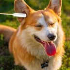 6 Inch Long Cotton Swabs for Dogs ，Cat，Small Pet Ears Cleaning, Pet Cotton Ear - Image 6