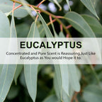 ROSE COTTAGE Large 12 Packs Eucalyptus Hanging Closet Deodorizer Air Freshener - Image 6