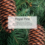 LITTLE TREES Car Air Freshener | Hanging Paper Tree - Image 5