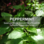 ROSE COTTAGE Large 12 Packs Peppermint Hanging Closet Deodorizer Air Freshener - Image 7