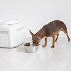 Gamma2 Vittles Vault Dog Food Storage Container - Image 5