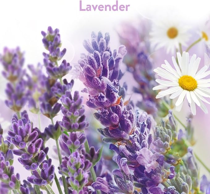 Air Wick Stick Ups Air Freshener, Lavender & Chamomile | 2-Count | Pack of 2 - Image 2