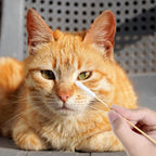 Long Cotton Swab for Dogs Ears, Wound Care, Tear Stain Removal - Image 5