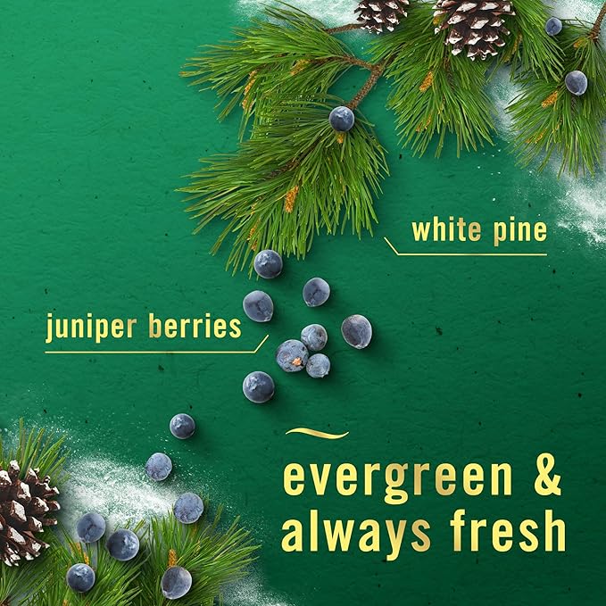 Febreze Odor-Fighting Fade Defy PLUG Air Freshener White Pine & Juniper Berry - Image 3
