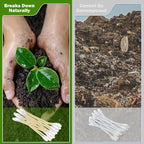 800 Count Organic Cotton Swabs for Ears, Bamboo Cotton Tips - Image 2